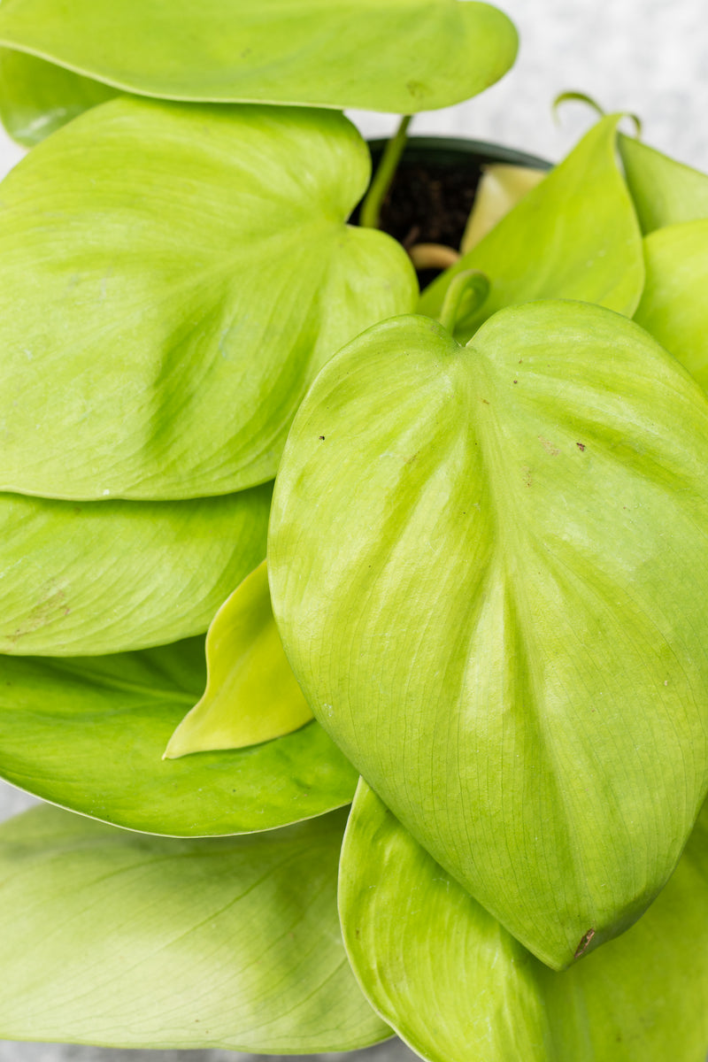 Close up photo of bright yellow-green heart shaped leaves of Philodendron 'Aureum'