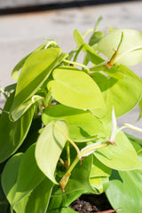 Close up of bright Philodendron cordatum aureum leaves