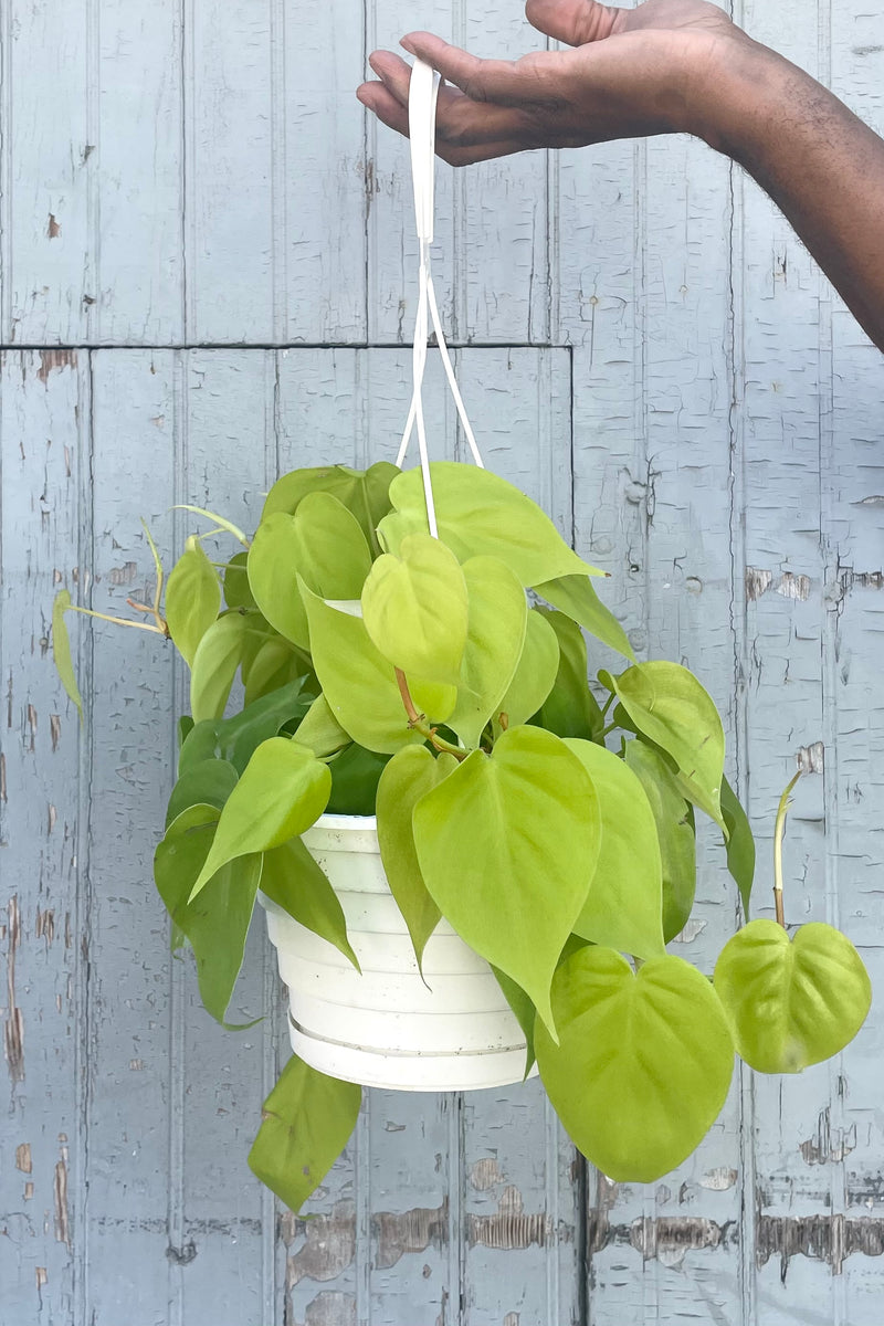 A hand holds a hanging Philodendron cordatum 'Aureum' 8" in grow pot against wooden backdrop