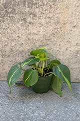 Philodendron cordatum 'Brasil' in a 4 inch pot. 