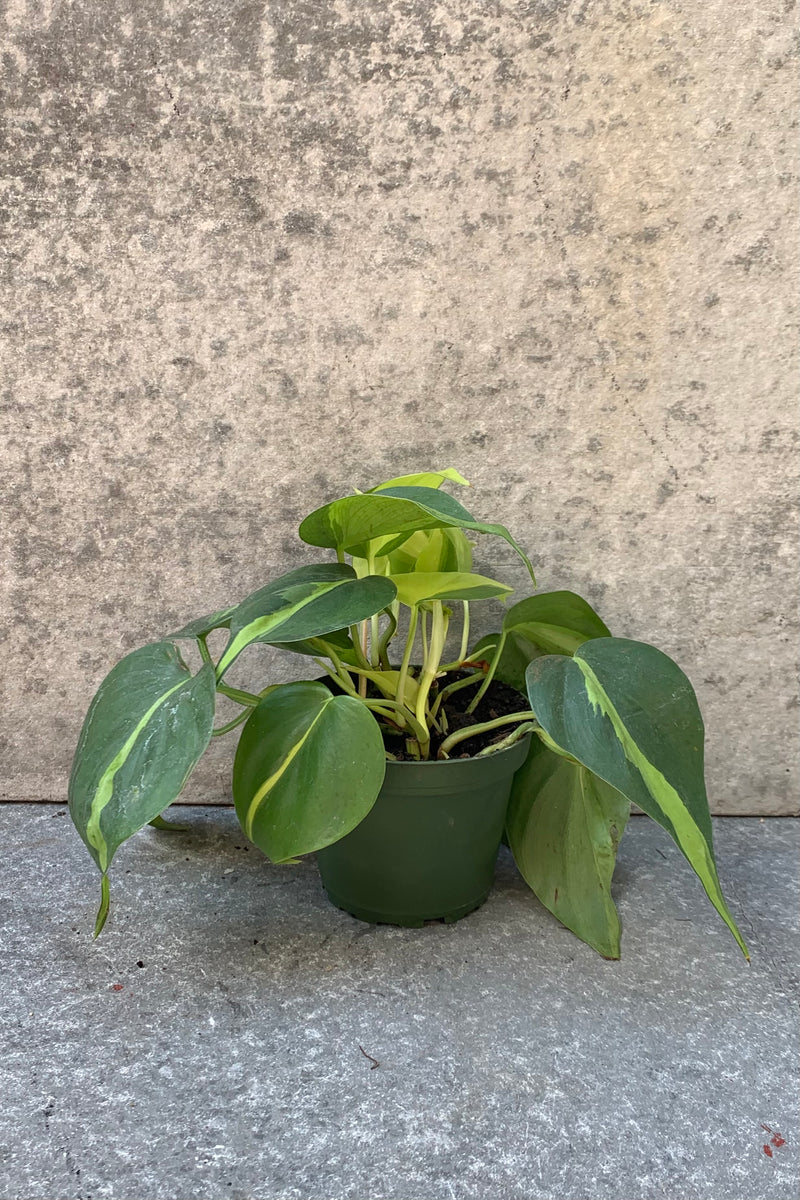 Philodendron cordatum 'Brasil' in a 4 inch pot. 