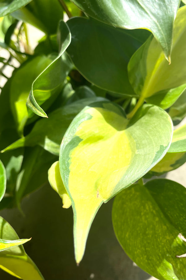 A detailed view of the yellow and green leaves of Philodendron cordatum 'Brasil' 6" 