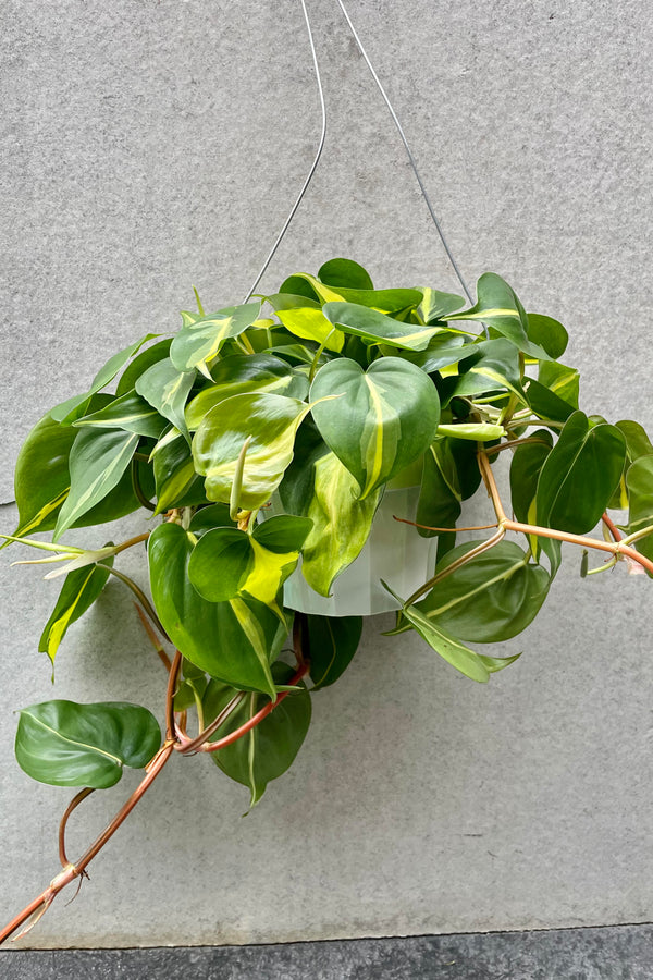 The Philodendron cordatum 'Brasil' 6 hangs against a grey backdrop in a hanging basket.