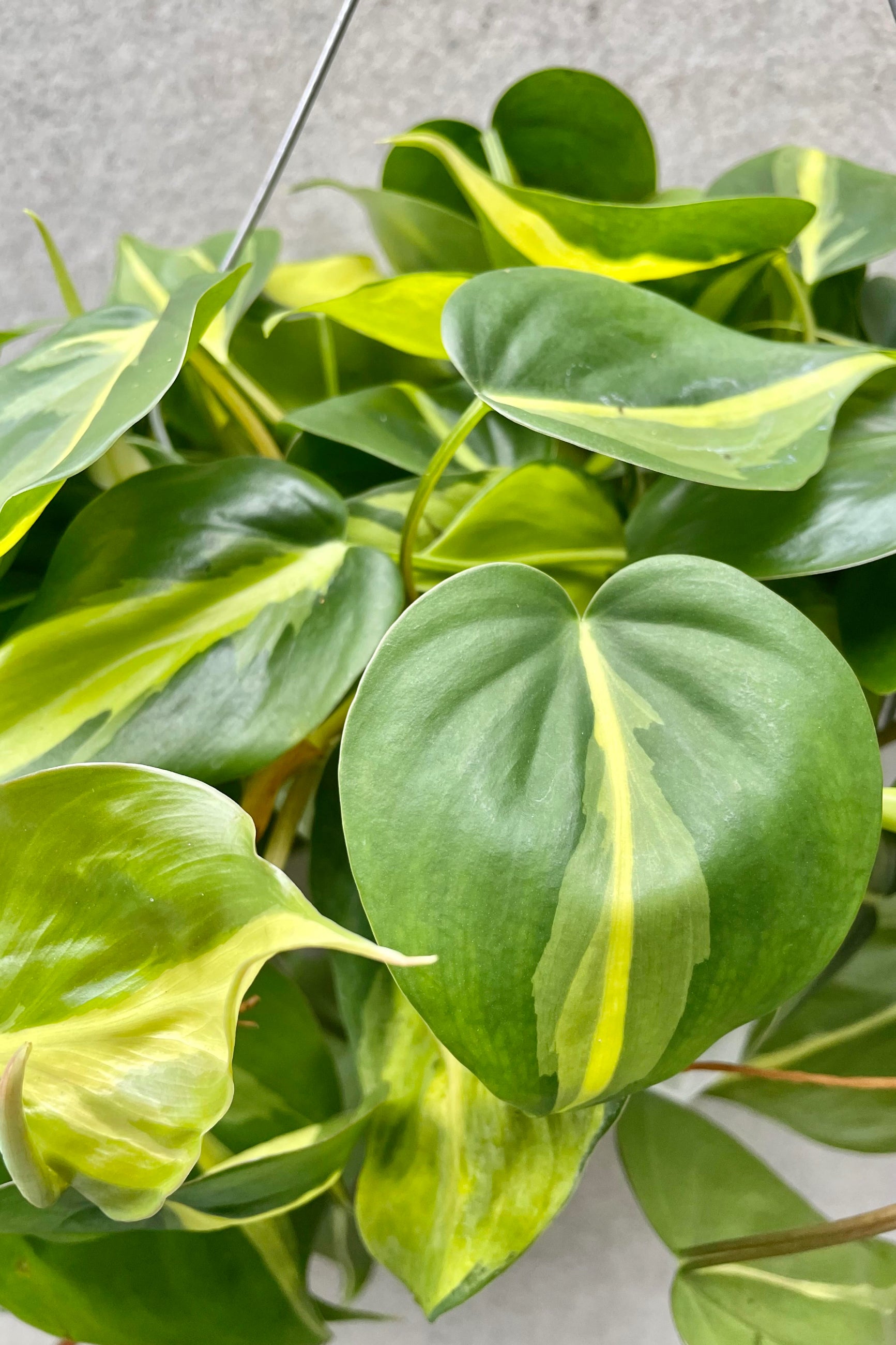 A detailed look at the Philodendron cordatum 'Brasil'  ©Sprout Home