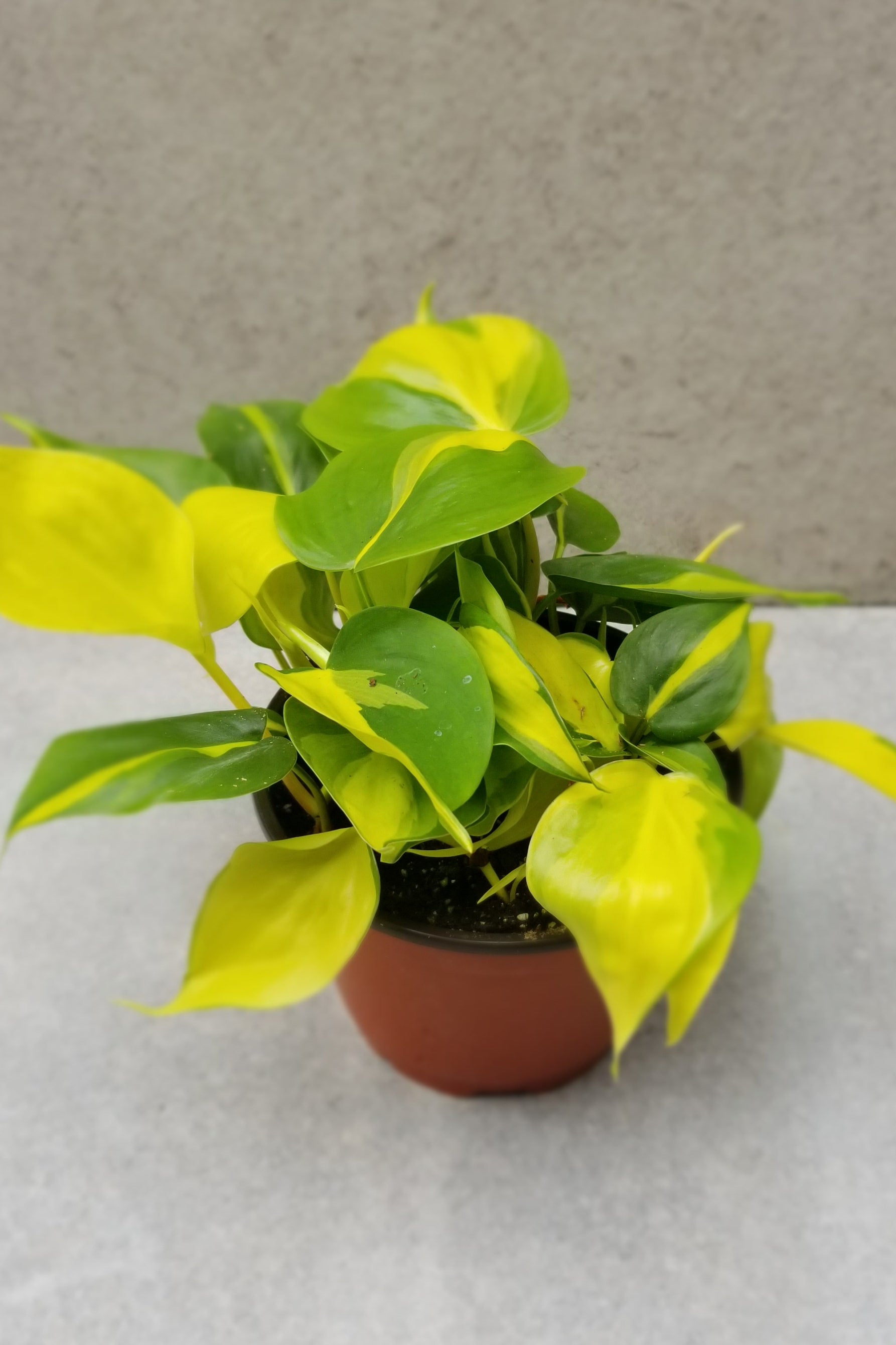 A full view of Philodendron cordatum 'Brasil' 6" against concrete backdrop