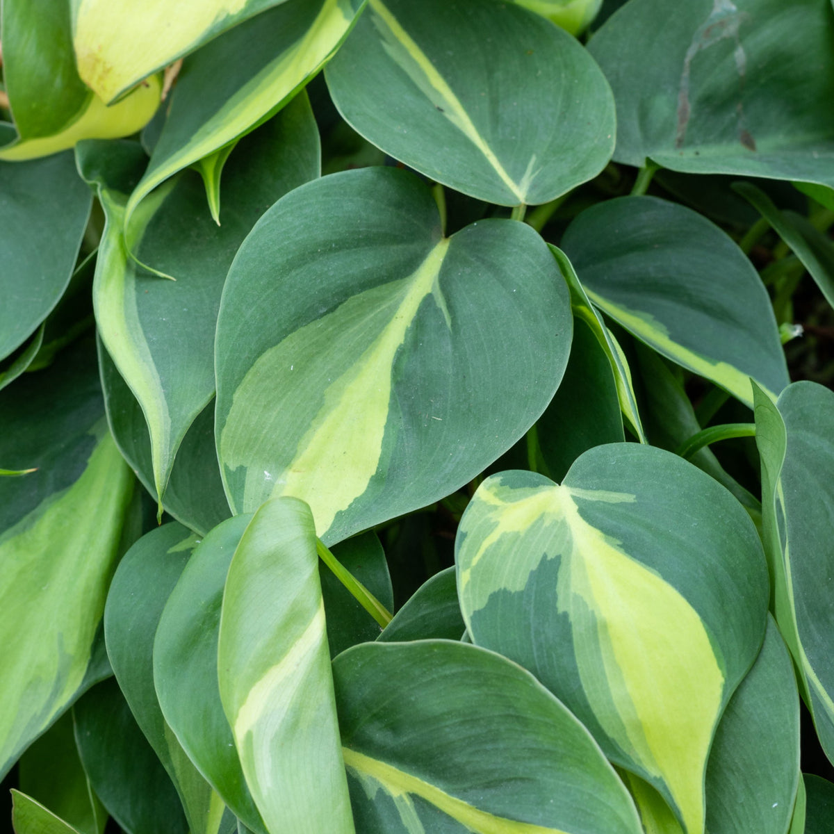 do philodendron brasil like to be root bound Philodendron cordatum 'Brasil' 8" at SPROUT HOME