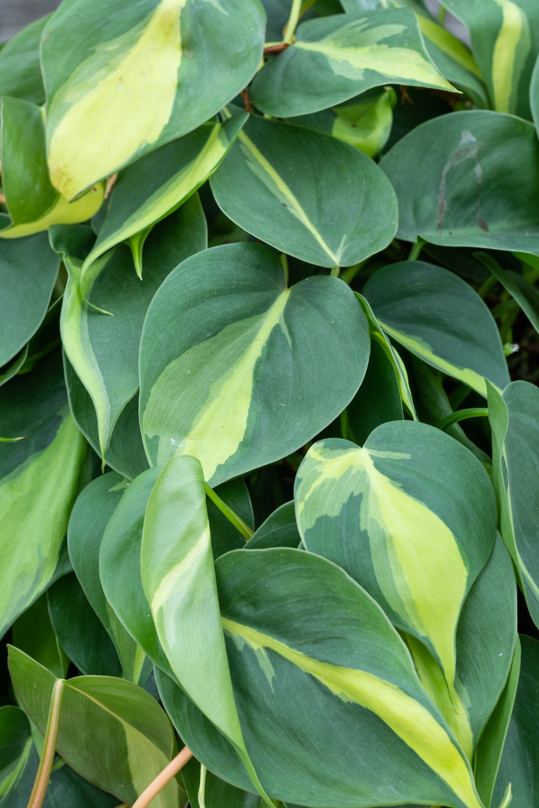 Close up of Philodendron cordatum 'Brasil' leaves ©Sprout Home