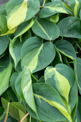 Close up of Philodendron cordatum 'Brasil' leaves