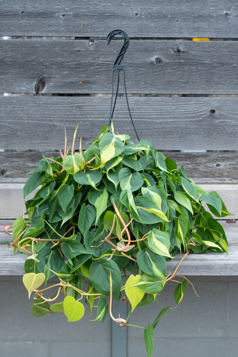 Large Philodendron cordatum 'Brasil' in hanging grow pot in front of grey wood background