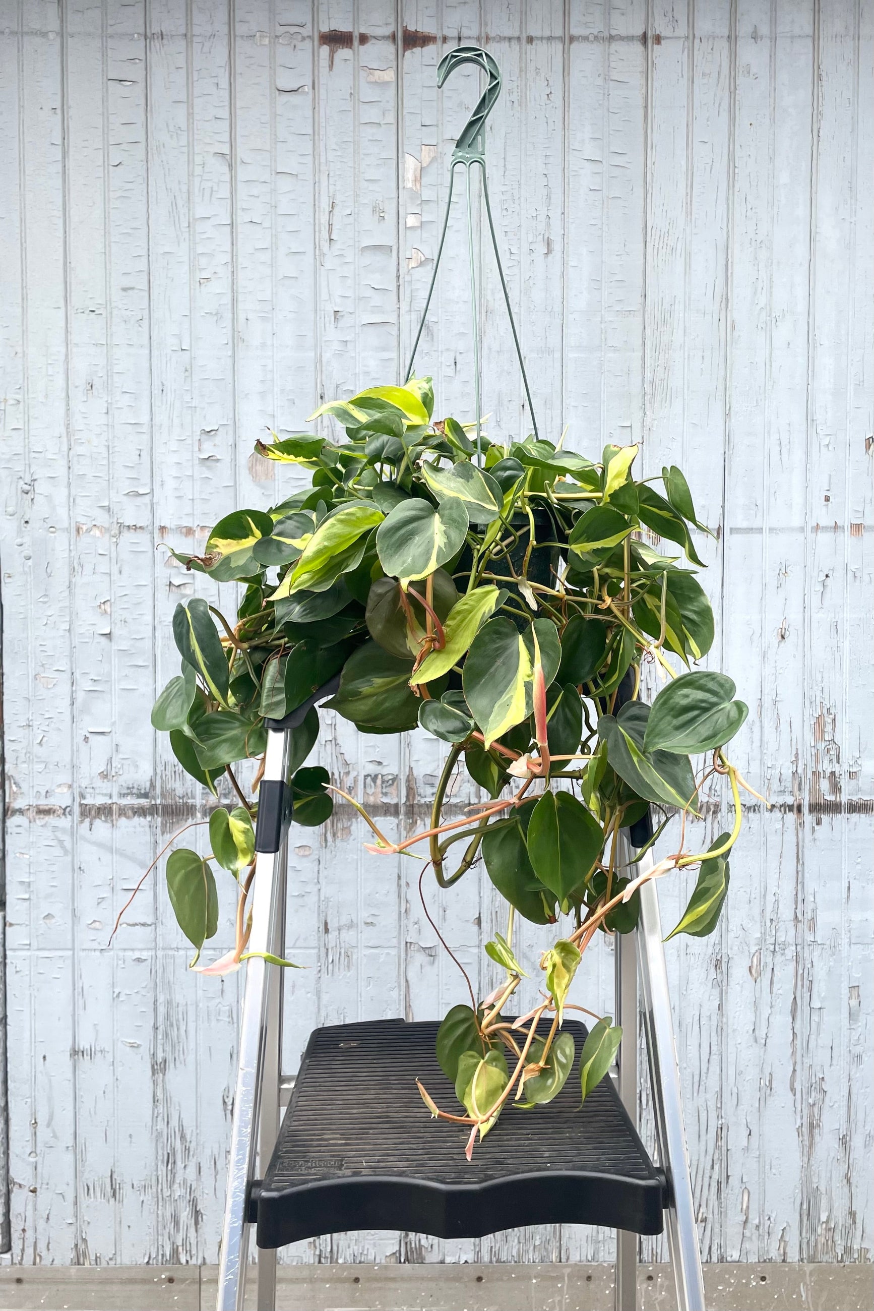 A full view of Philodendron cordatum 'Brasil' 8" in hanging grow pot sat on a ladder against wooden backdrop ©Sprout Home