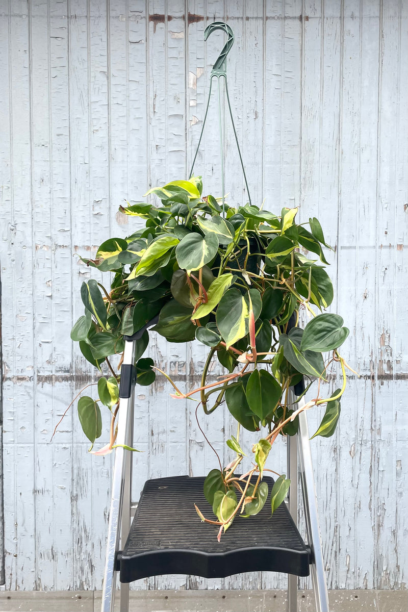 A full view of Philodendron cordatum 'Brasil' 8" in hanging grow pot sat on a ladder against wooden backdrop