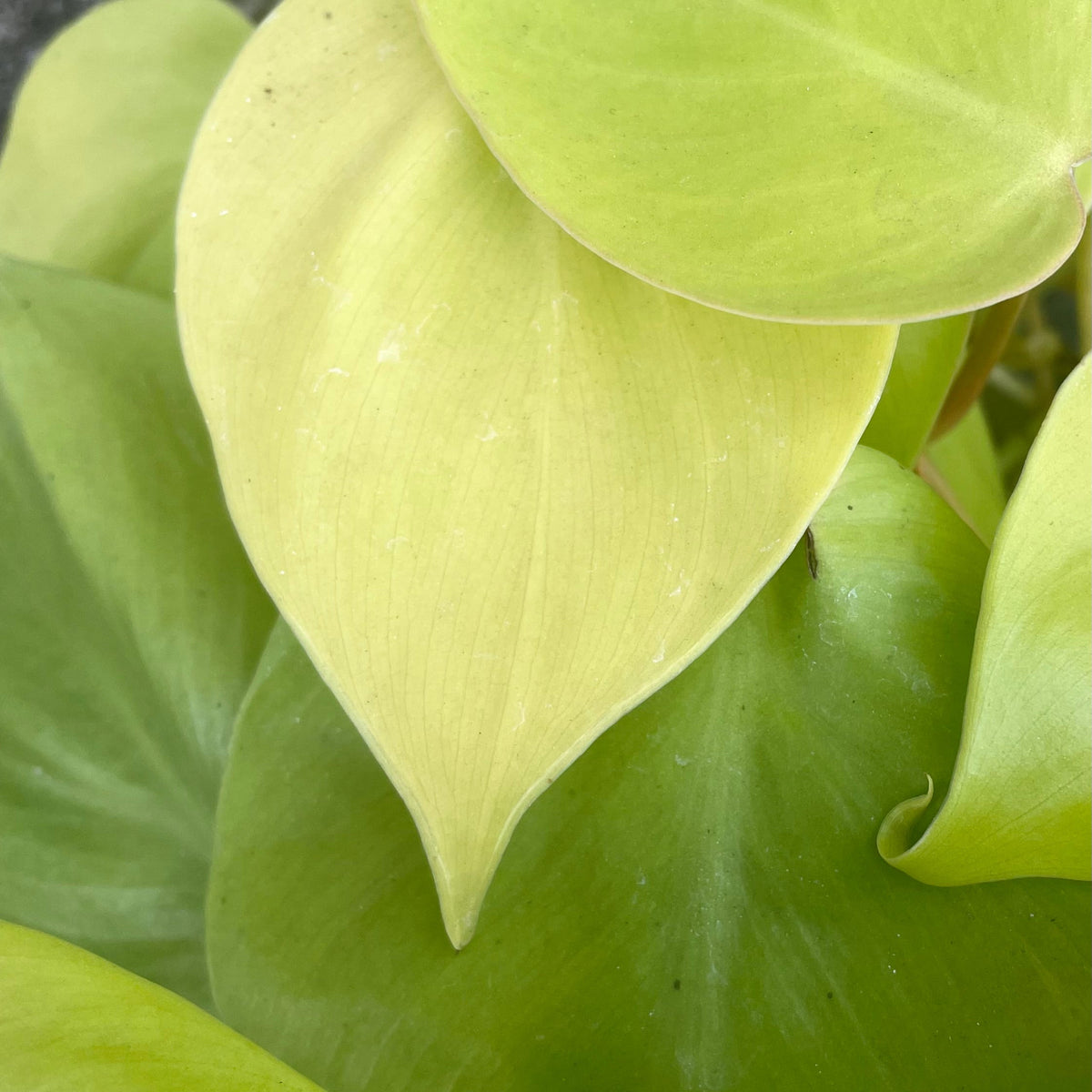philodendron cordatum lime gold Philodendron cordatum 'Aureum' 6" at SPROUT HOME