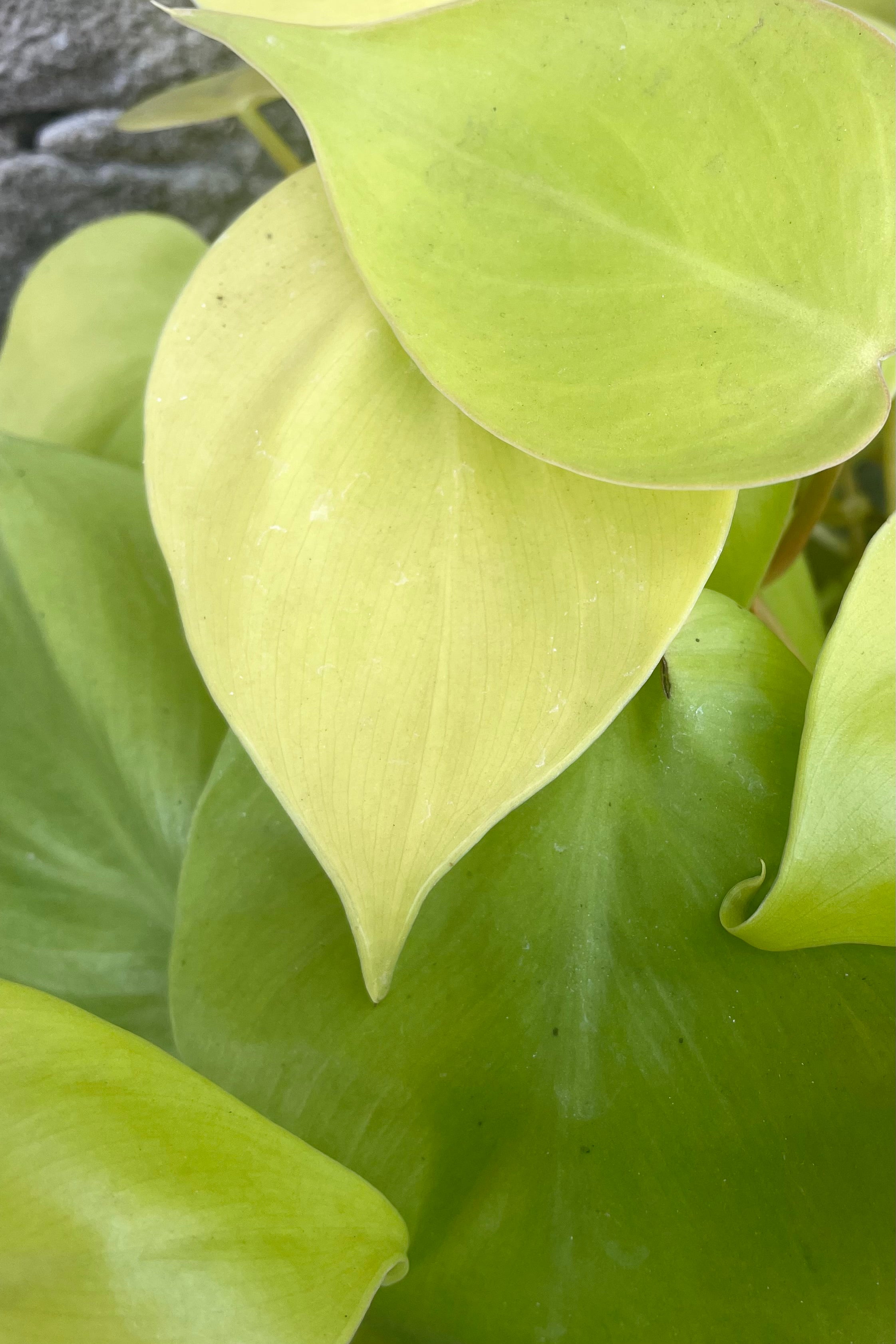 A detailed view of Philodendron cordatum 'Aureum' 6" 