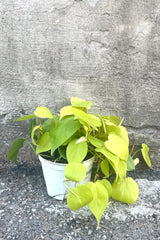 A full view of Philodendron cordatum 'Aureum' 6" in grow pot against concrete backdrop
