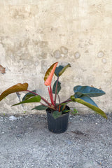 Large Philodendron 'Congo Rojo' potted in front of concrete wall