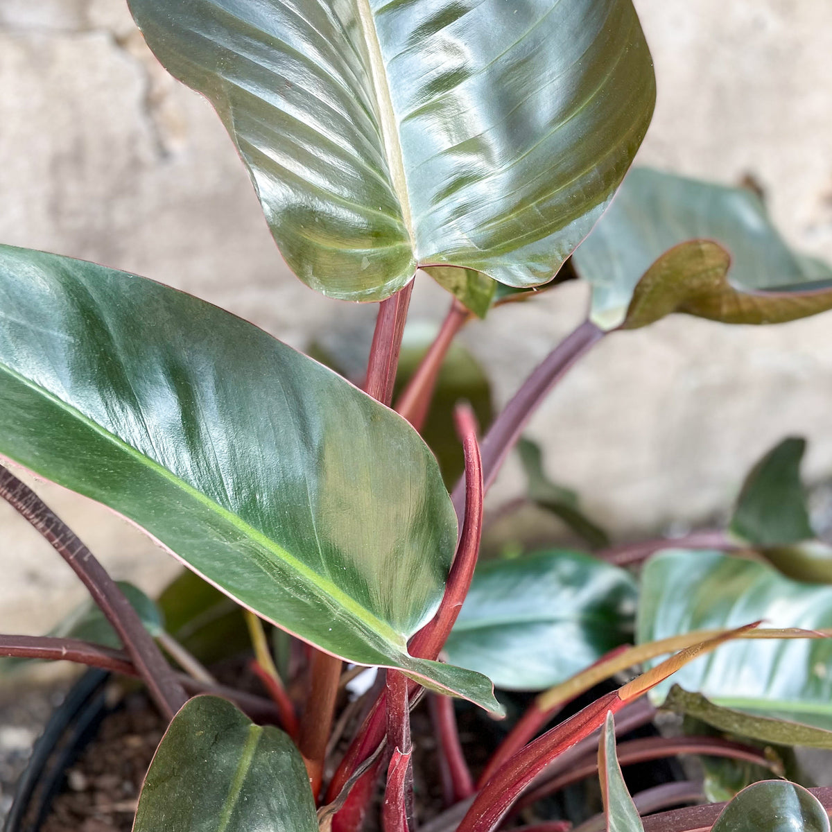 red congo philodendron in my area Philodendron 'Congo Rojo' 14" at SPROUT HOME