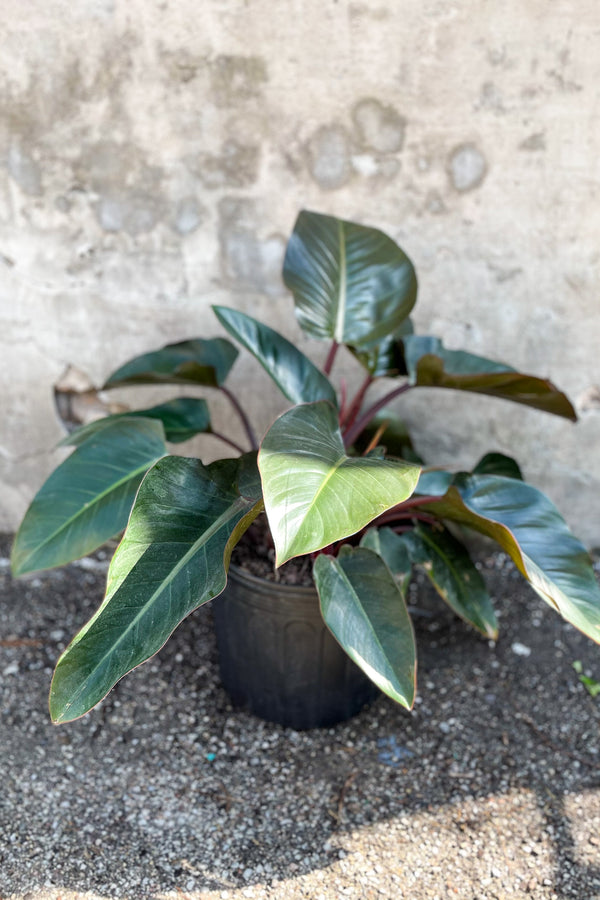 Philodendron 'Congo Rojo' 14" in front of concrete wall