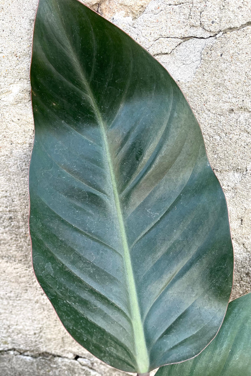 A detailed view of Philodendron 'Congo Rojo' 6" against concrete backdrop