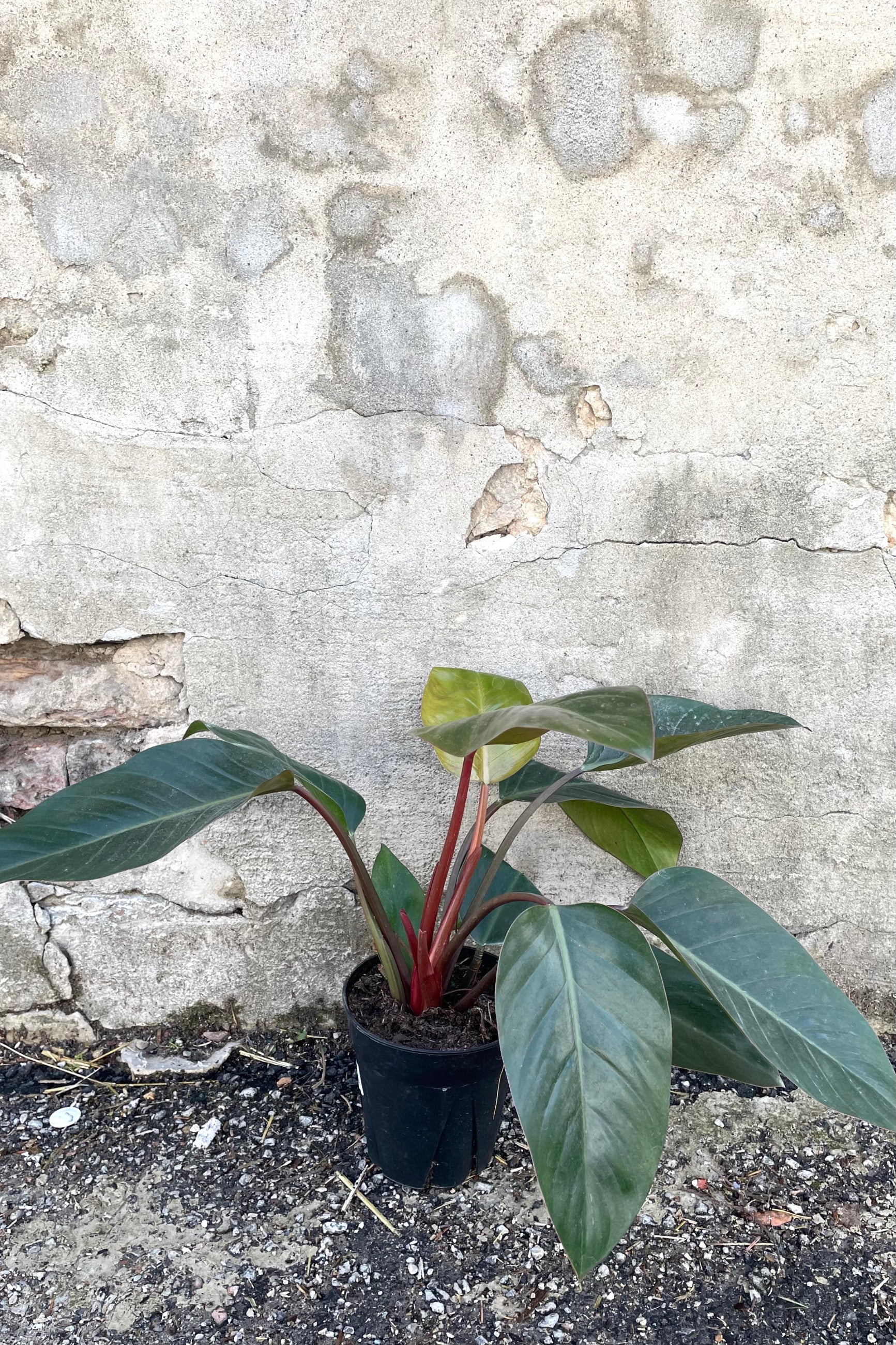 A full view of Philodendron 'Congo Rojo' 6" in grow pot against concrete backdrop ©Sprout Home