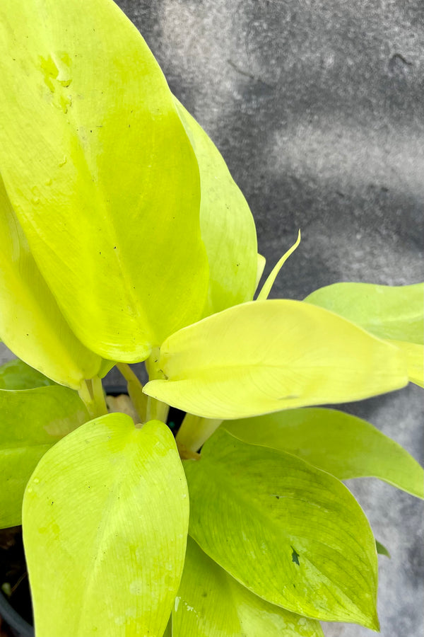 A detailed view of Philodendron domesticum 'Lemon Lime' 5" against concrete backdrop