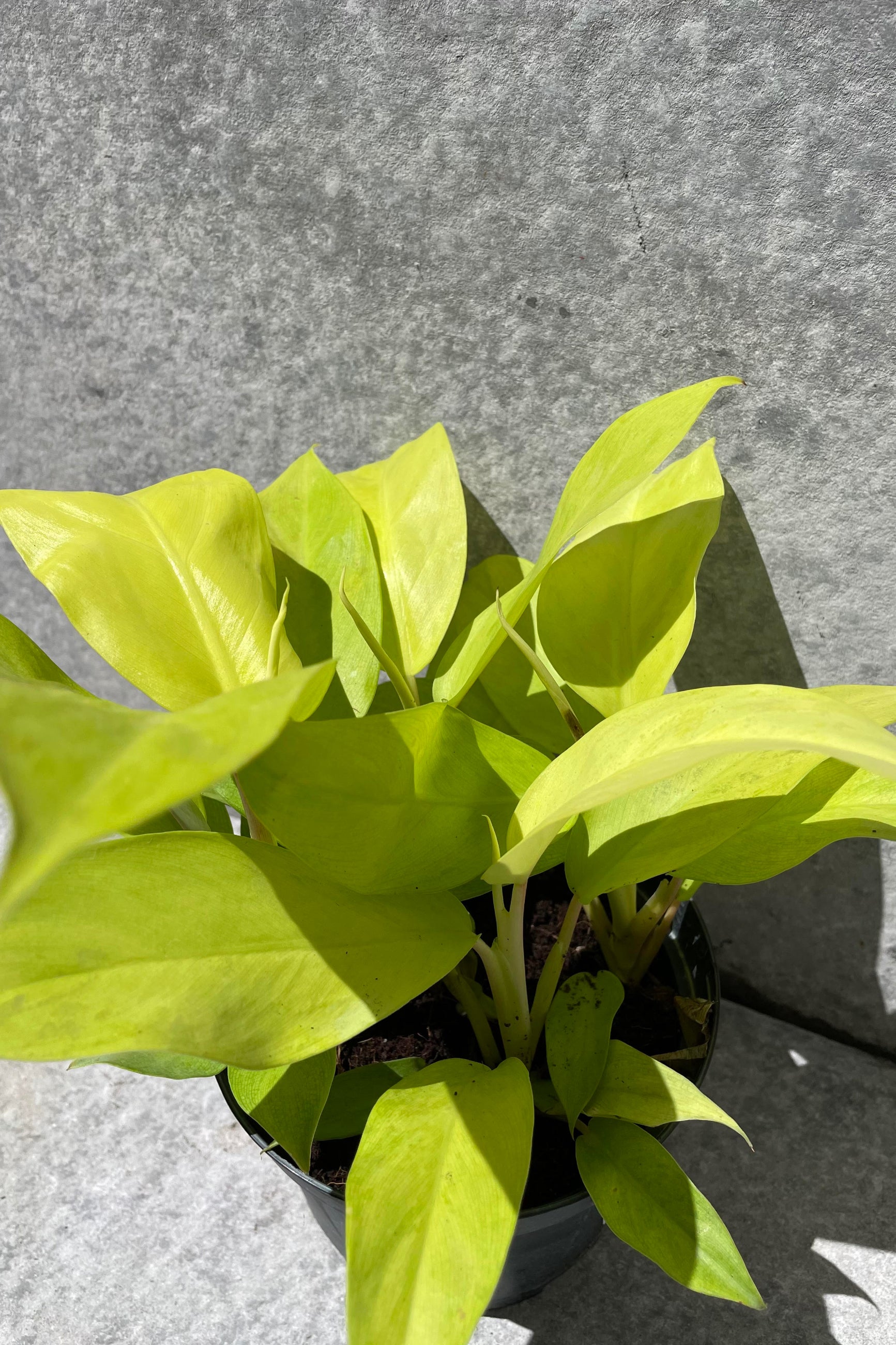 Close up of Philodendron domesticum 'Lemon Lime' foliage ©Sprout Home
