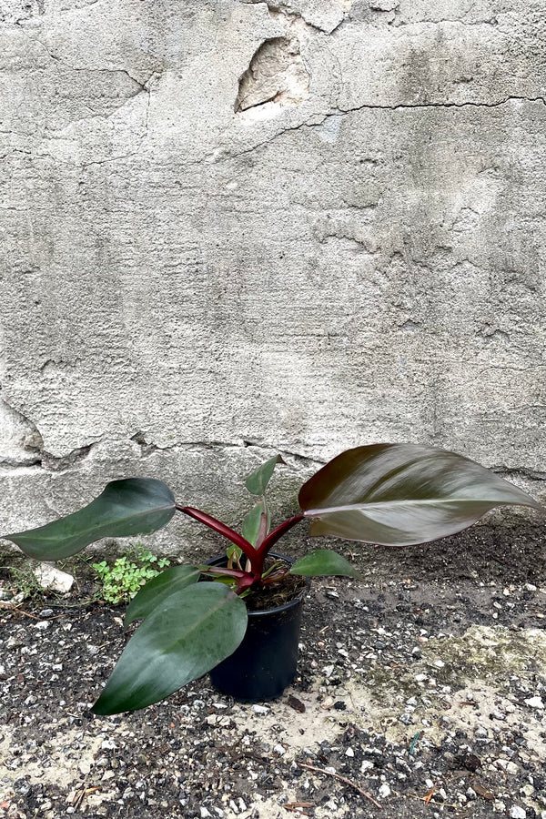 A frontal view of the 4" Philodendron erubescens 'Dark Lord' in a grow pot against a concrete backdrop
