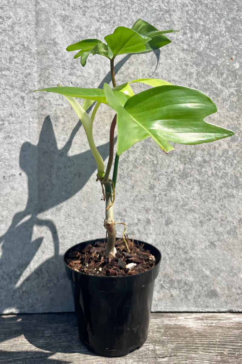 Philodendron 'Florida Ghost' 4.5" with a black growers pot against a grey wall