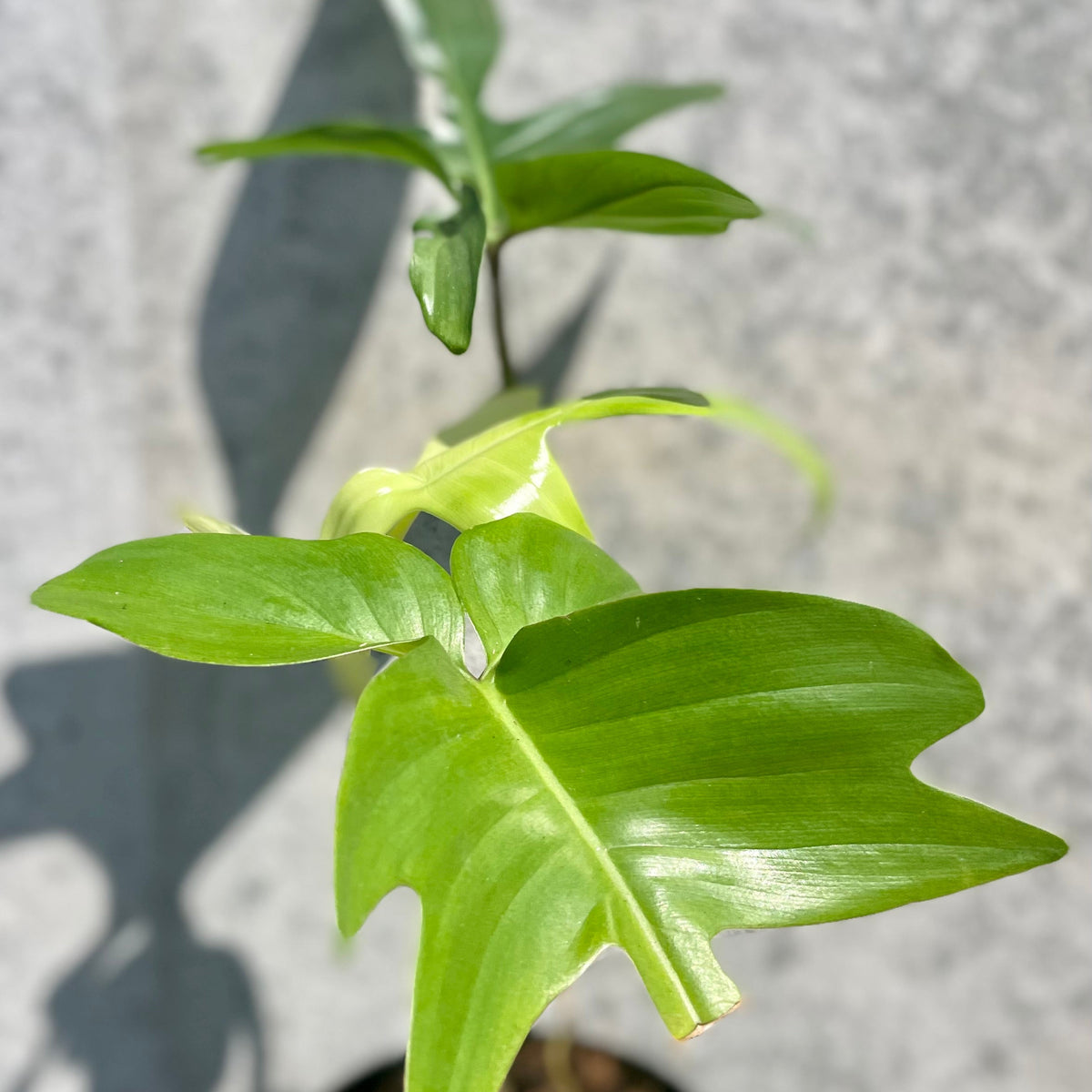 philodendron florida ghost ebay Philodendron 'Florida Ghost' 4.5" at SPROUT HOME