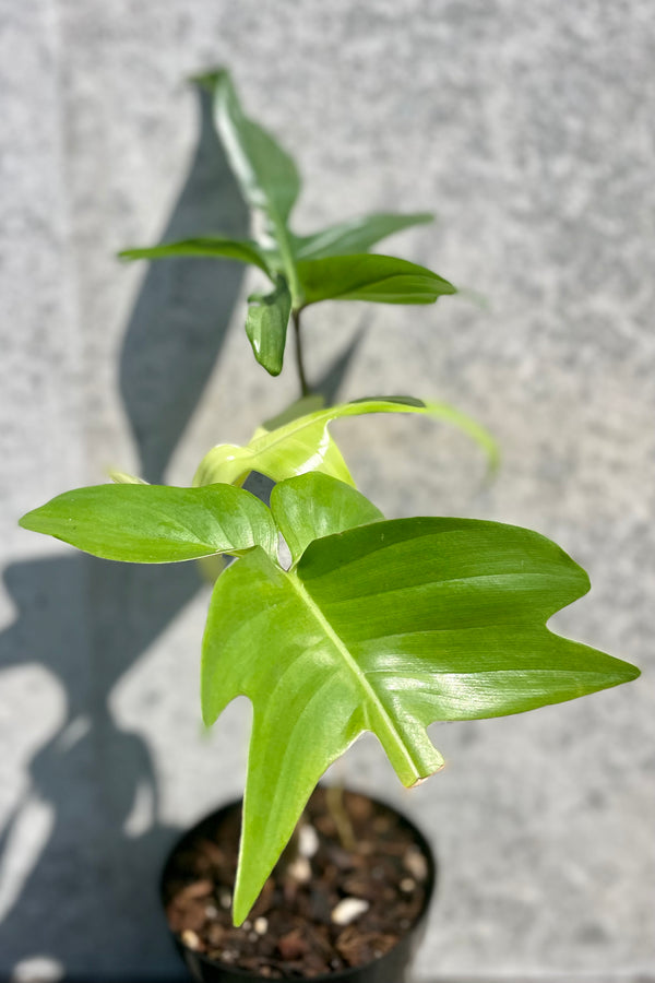 a detail look at Philodendron 'Florida Ghost' 4.5" against a grey wall