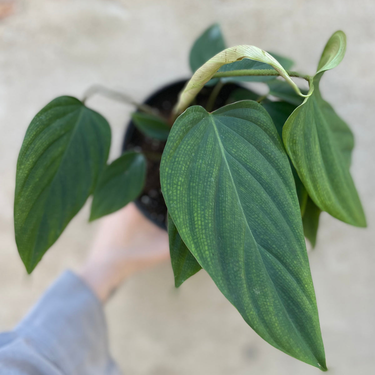 philodendron sp fuzzy petiole Philodendron sp. 'Fuzzy Petiole' 6"