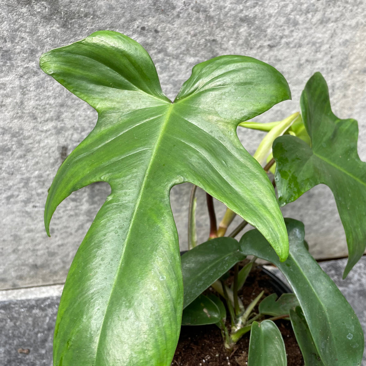 philodendron green scandi Philodendron 'Florida Green' 6" at SPROUT HOME