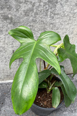 Close up of Philodendron 'Florida Green' leaves