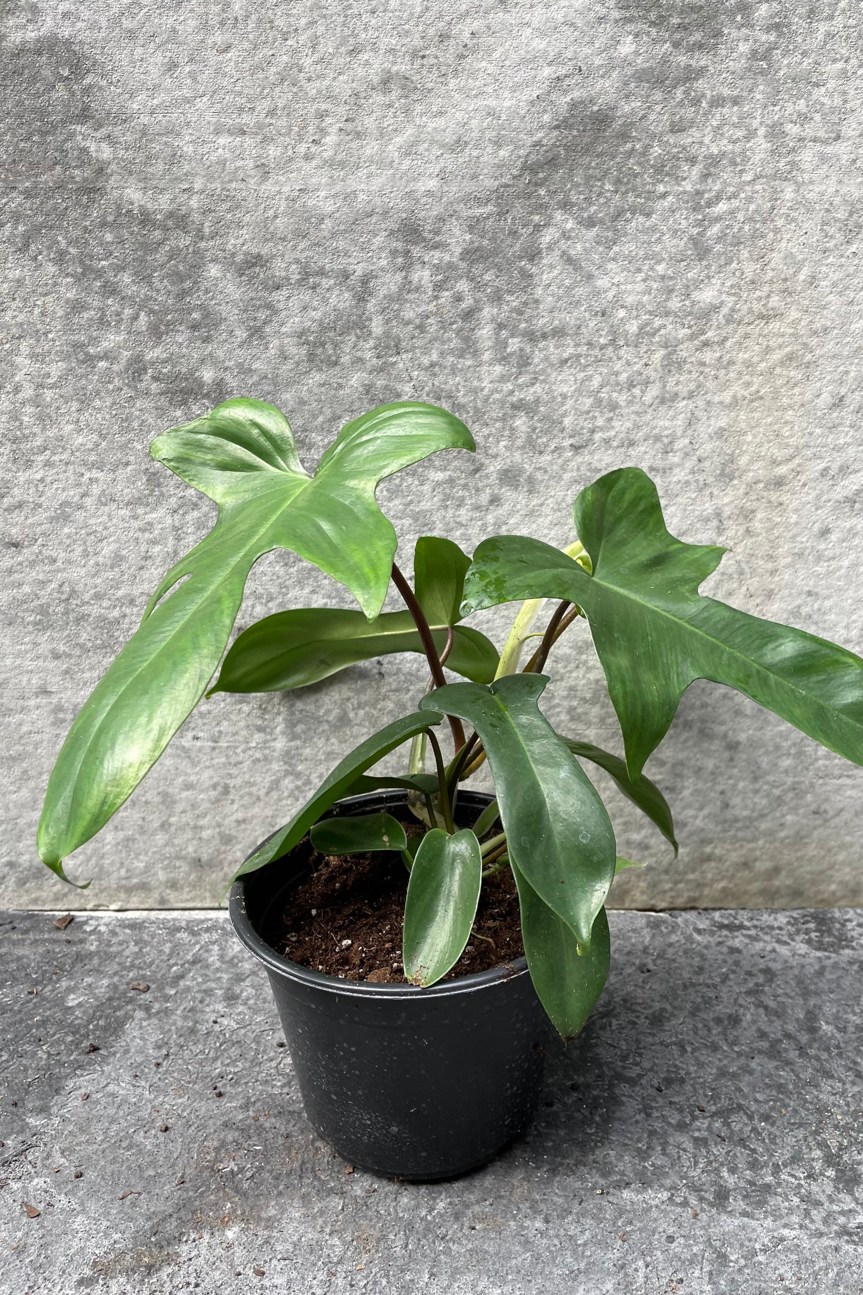 Philodendron 'Florida Green' in grow pot in front of grey background ©Sprout Home