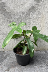 Philodendron 'Florida Green' in grow pot in front of grey background