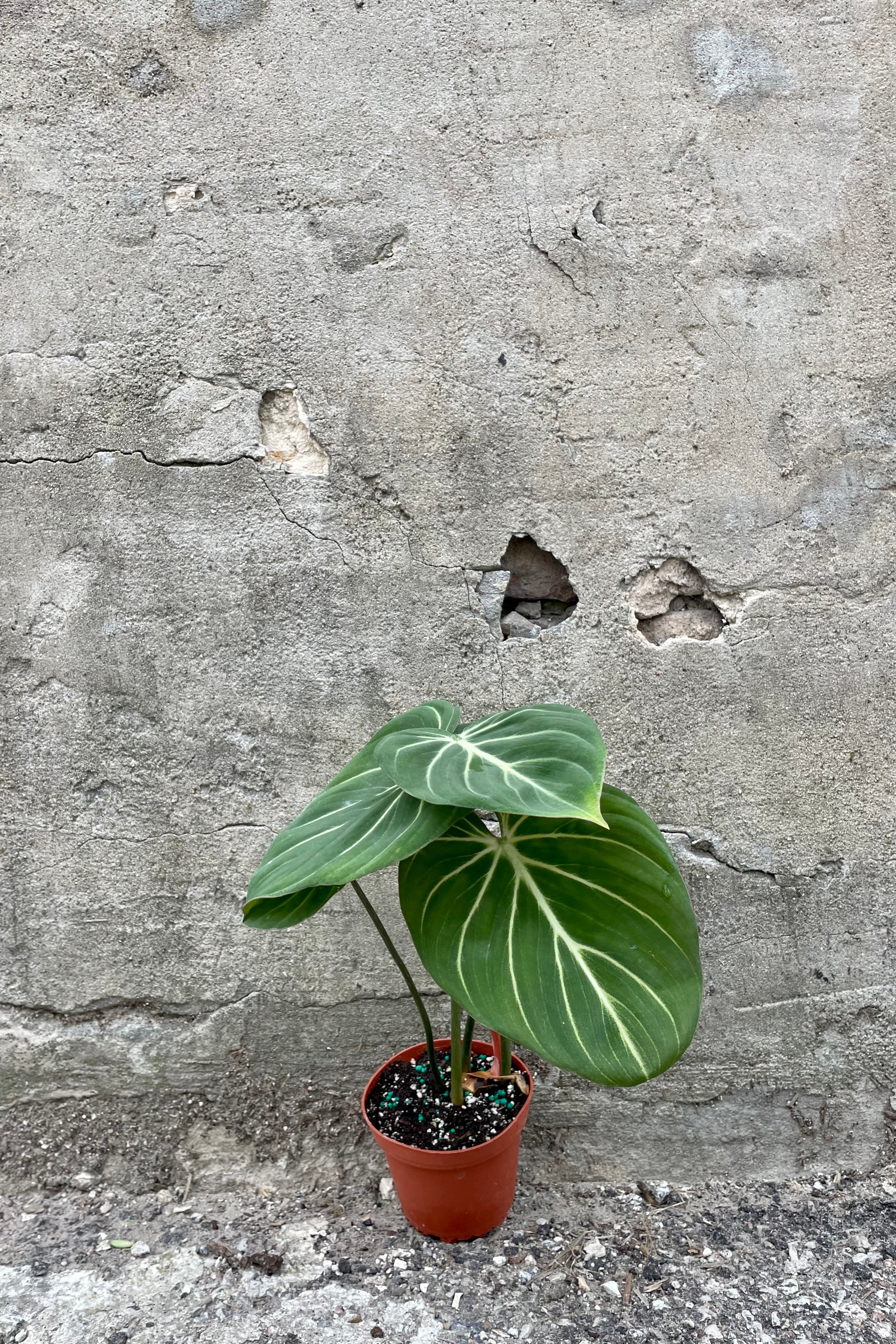 Photo of Philodendron gloriosum in nursery pot at Sprout Home against gray wall.