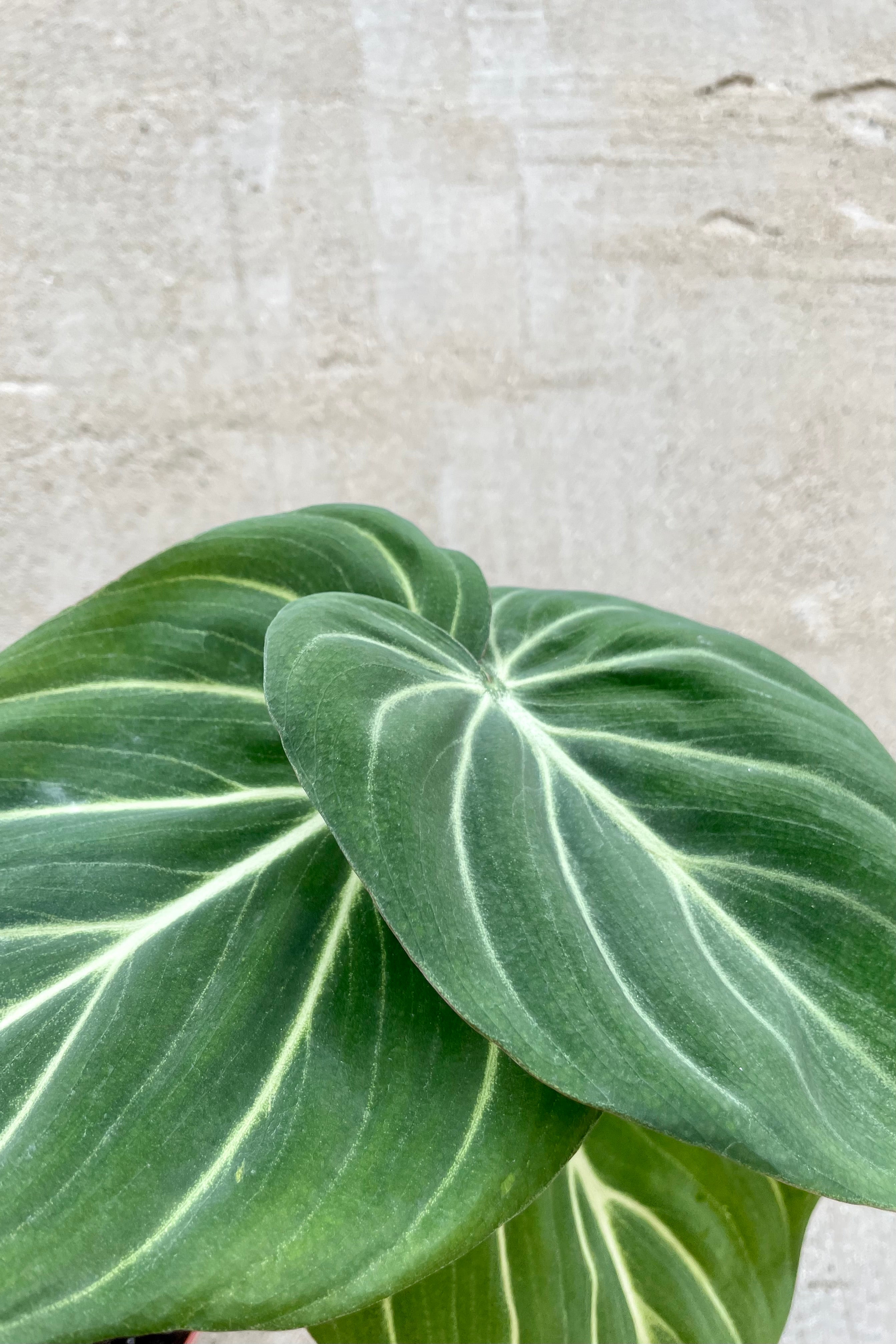 Detail photo of dark green and silver veined leaves of Philodendron gloriosum at Sprout Home against gray wall.