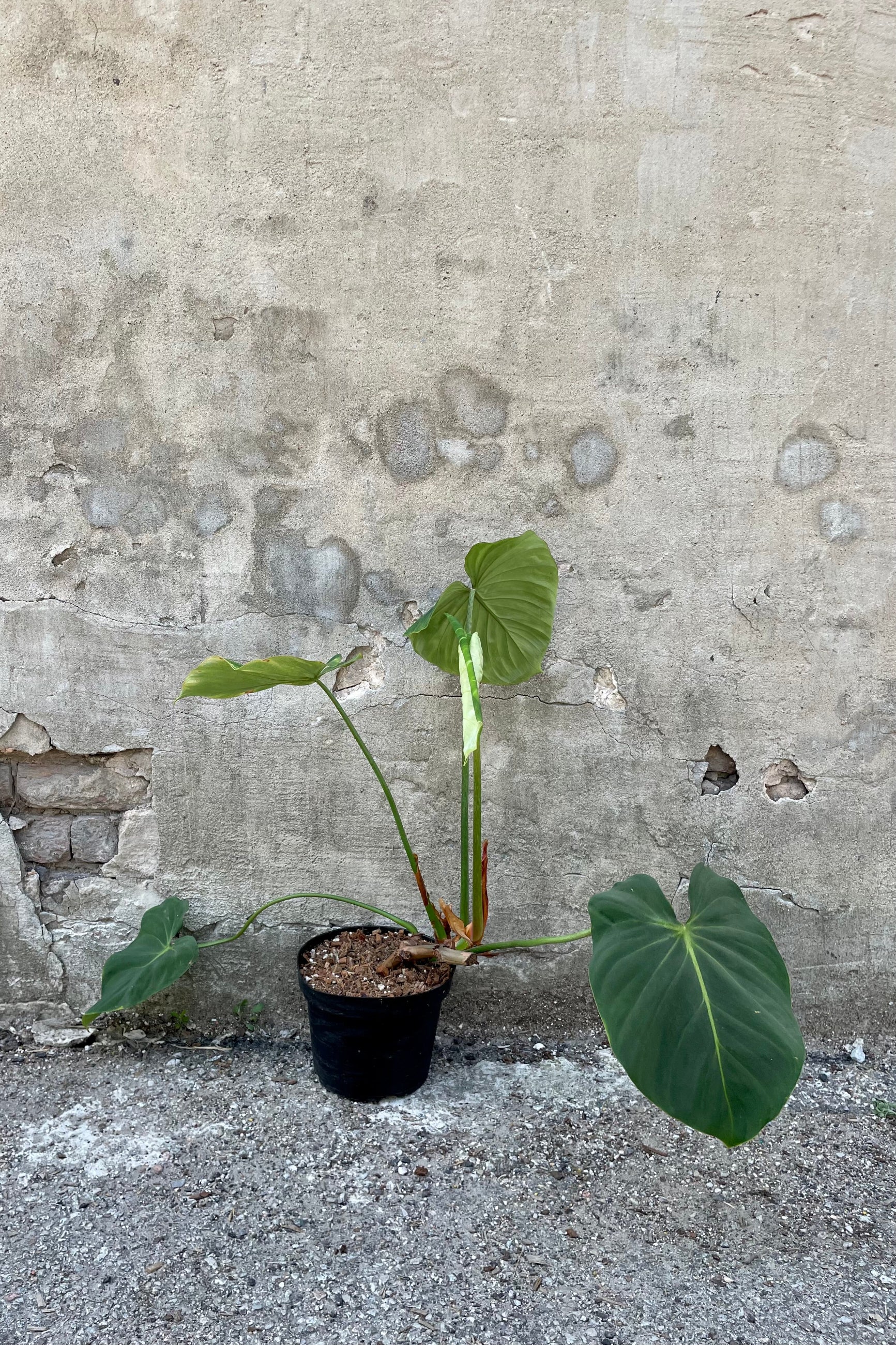 Photo of long stems with broad green leaves against gray wall ©Sprout Home