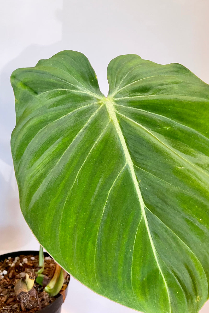 Close photo of wide green leaf with white vein of Philodendron gloriosum