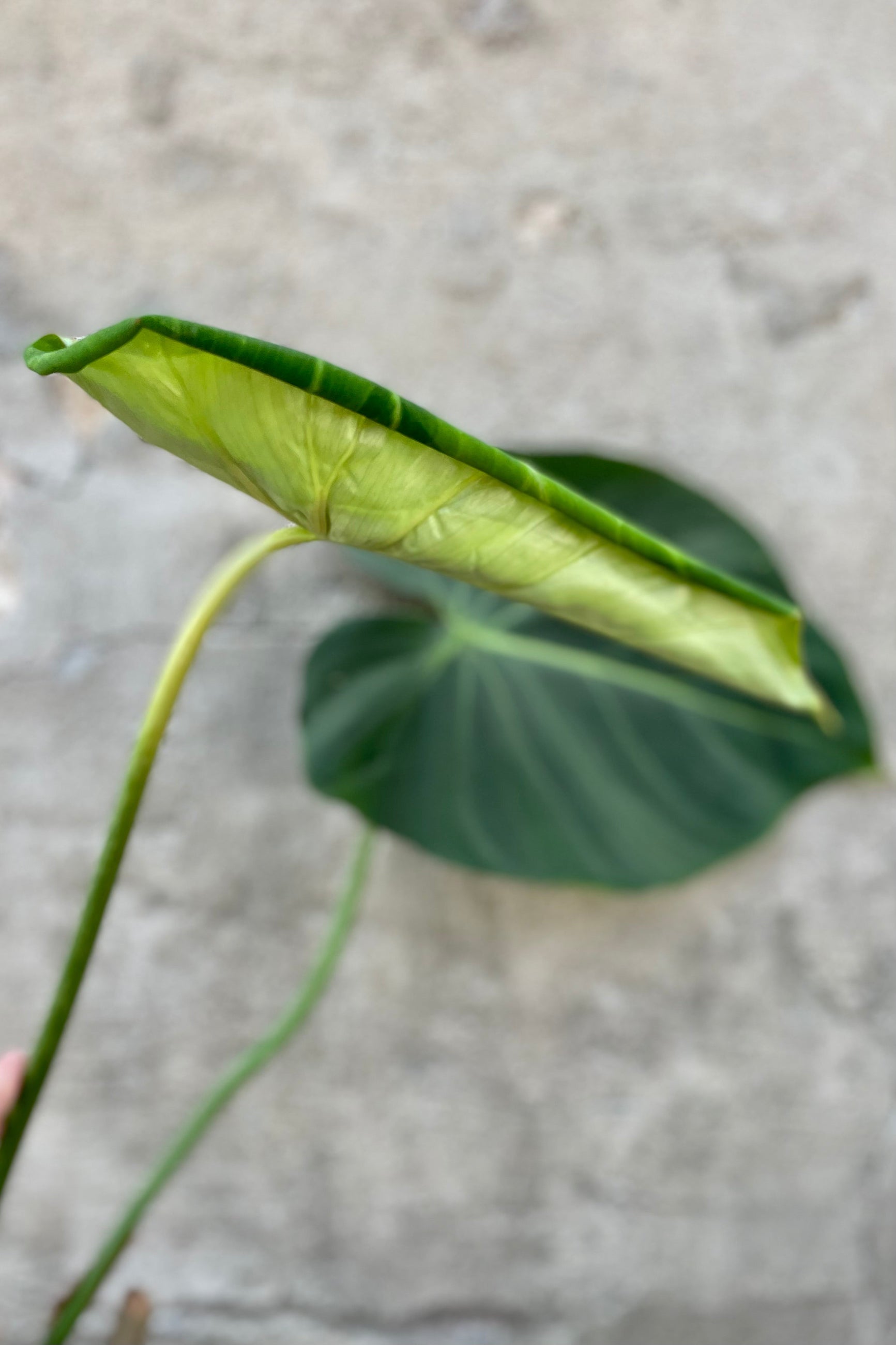 Close photo of wide green leaf with white vein of Philodendron gloriosum ©Sprout Home