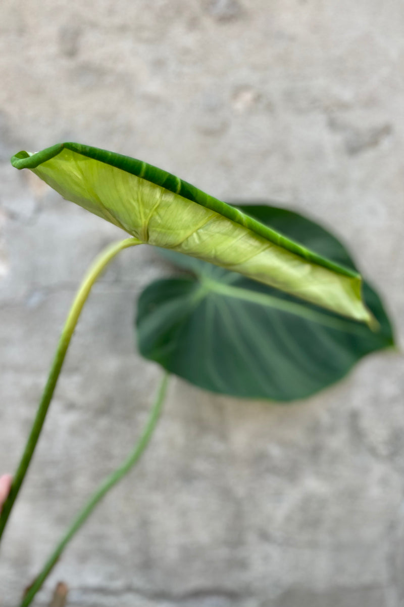 Close photo of wide green leaf with white vein of Philodendron gloriosum