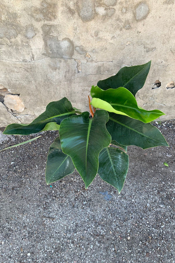 far shot of a philodendron congo in a 10" pot