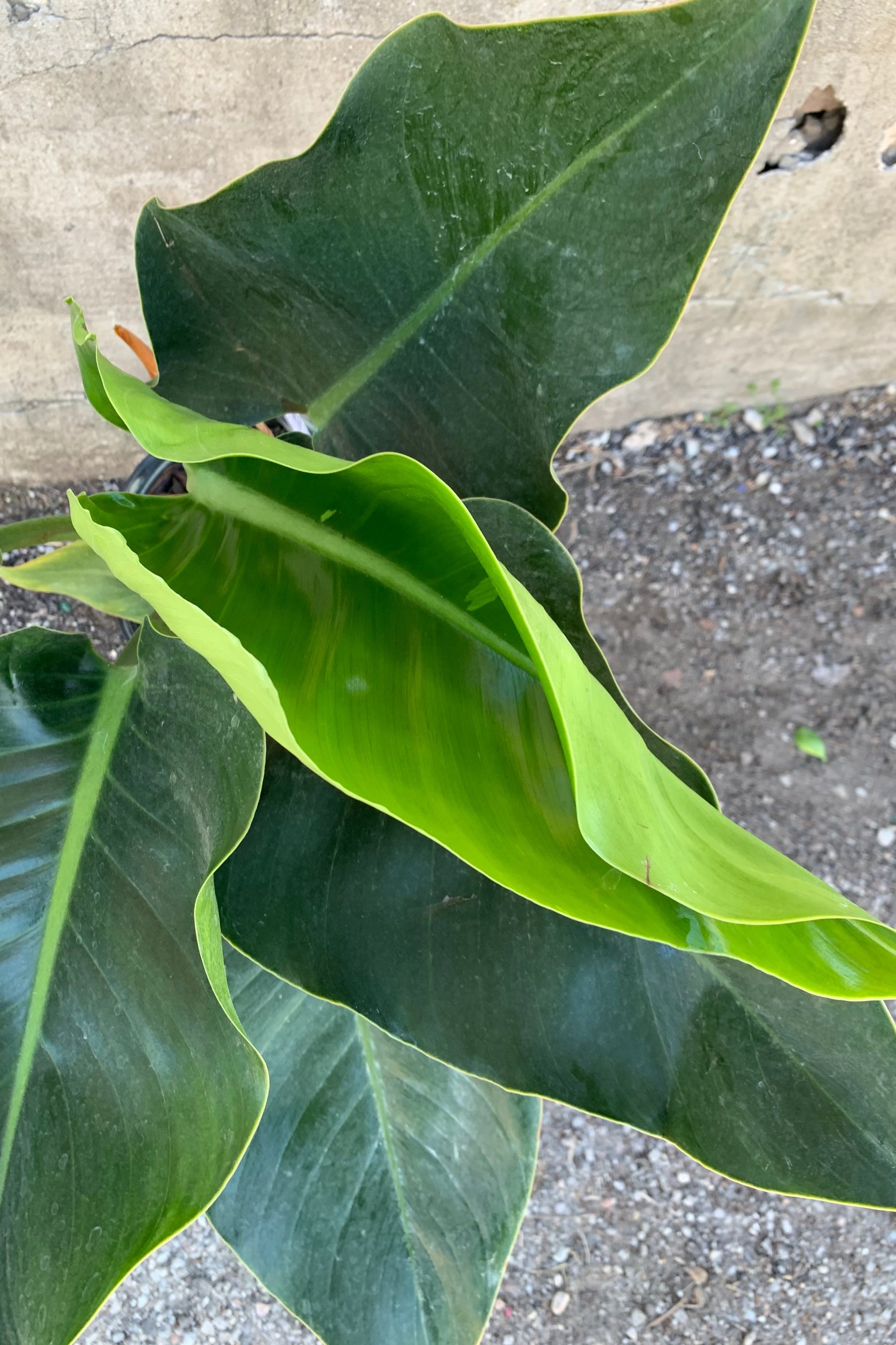 close up shot of large leaf philodendron congo ©Sprout Home