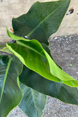 close up shot of large leaf philodendron congo
