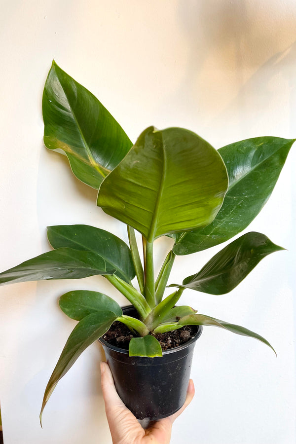 A hand holds the Philodendron 'Green Congo' 6" against a white wall.