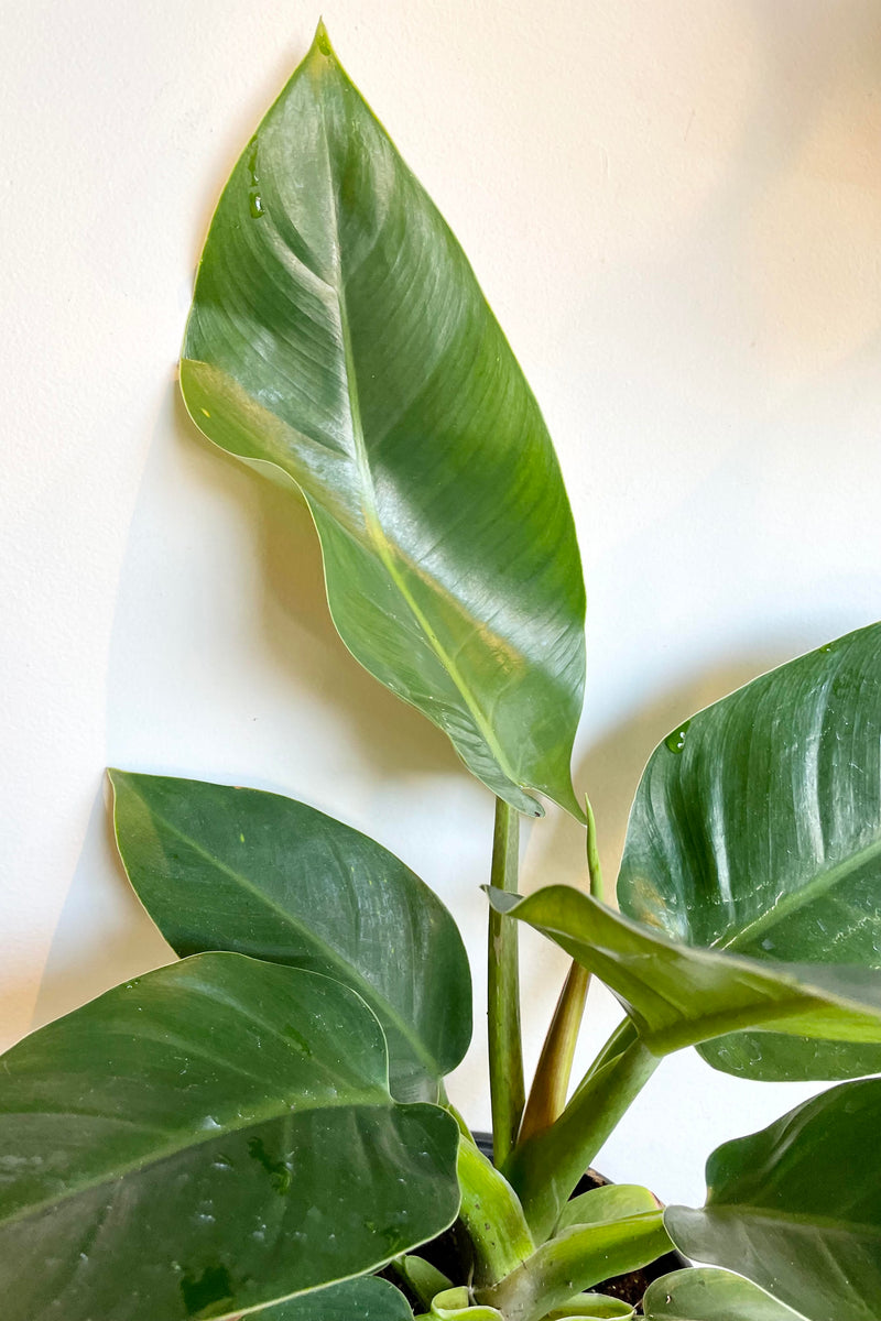 A detailed shot of the Philodendron 'Green Congo' 6"