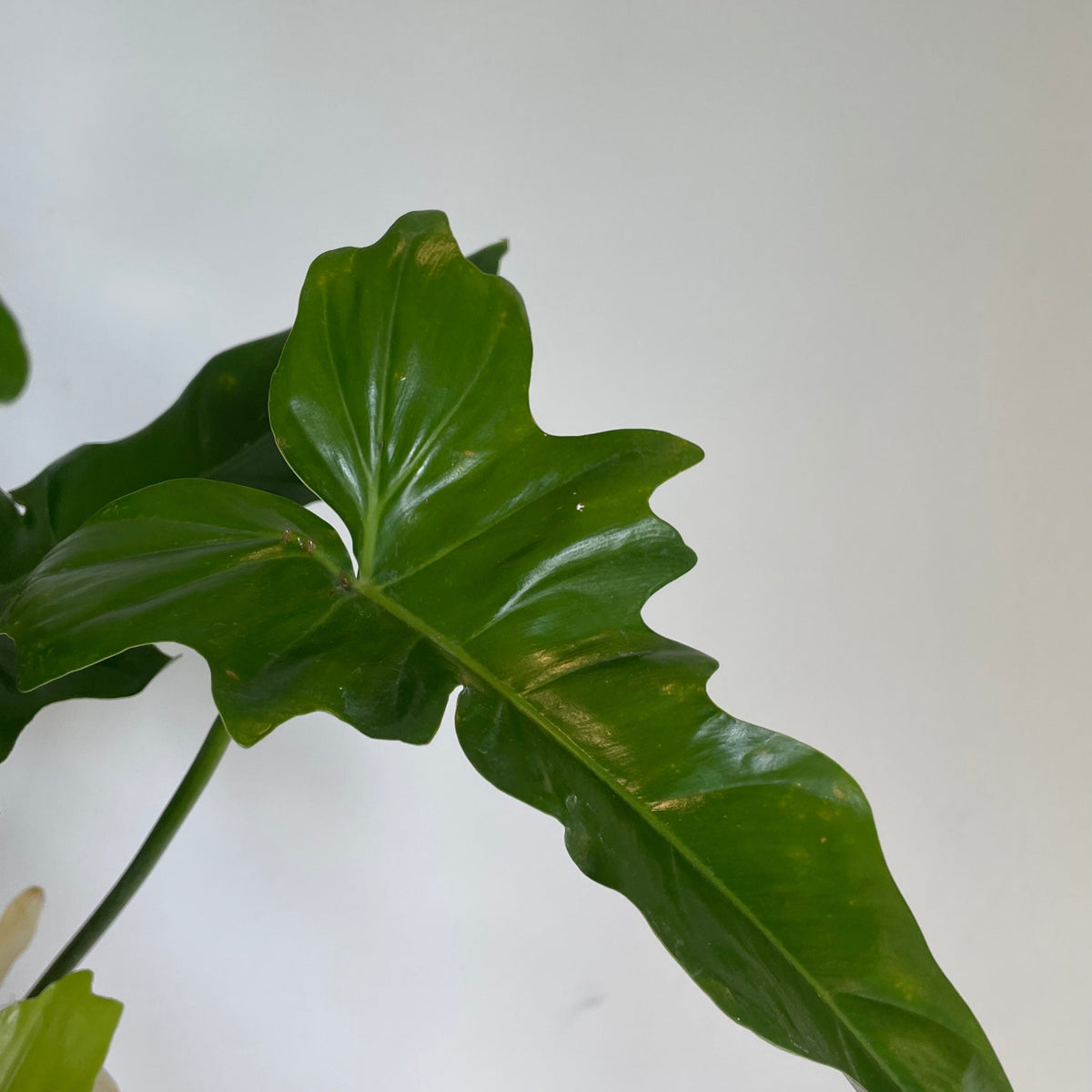 philodendron green dragon scientific name Philodendron 'Green Dragon' 4"