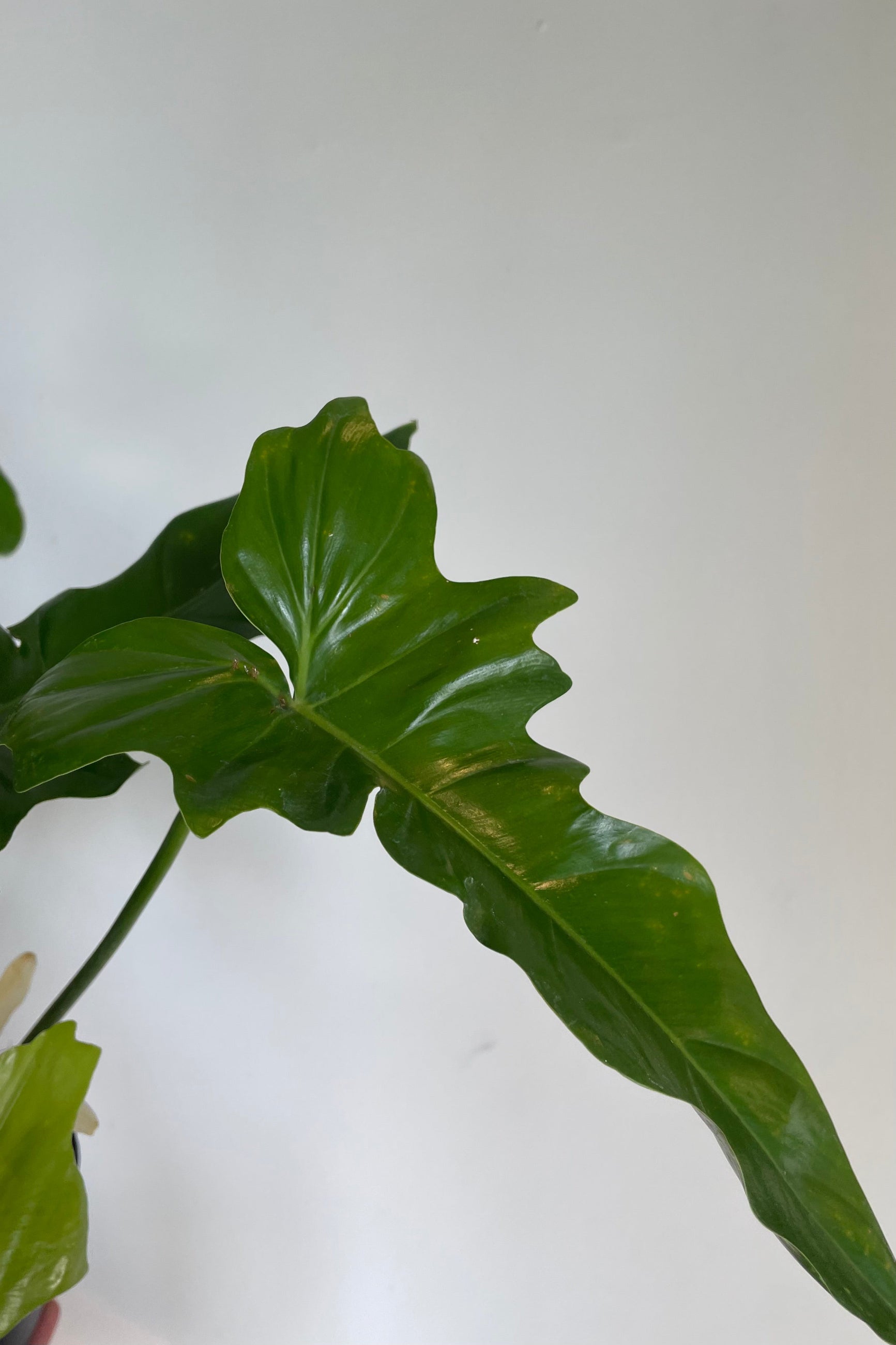 Photo of pointed green leaf of Philodendron Green Dragon against gray wall ©Sprout Home