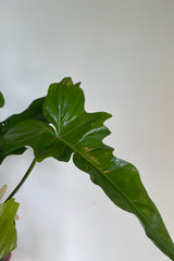 Photo of pointed green leaf of Philodendron Green Dragon against gray wall