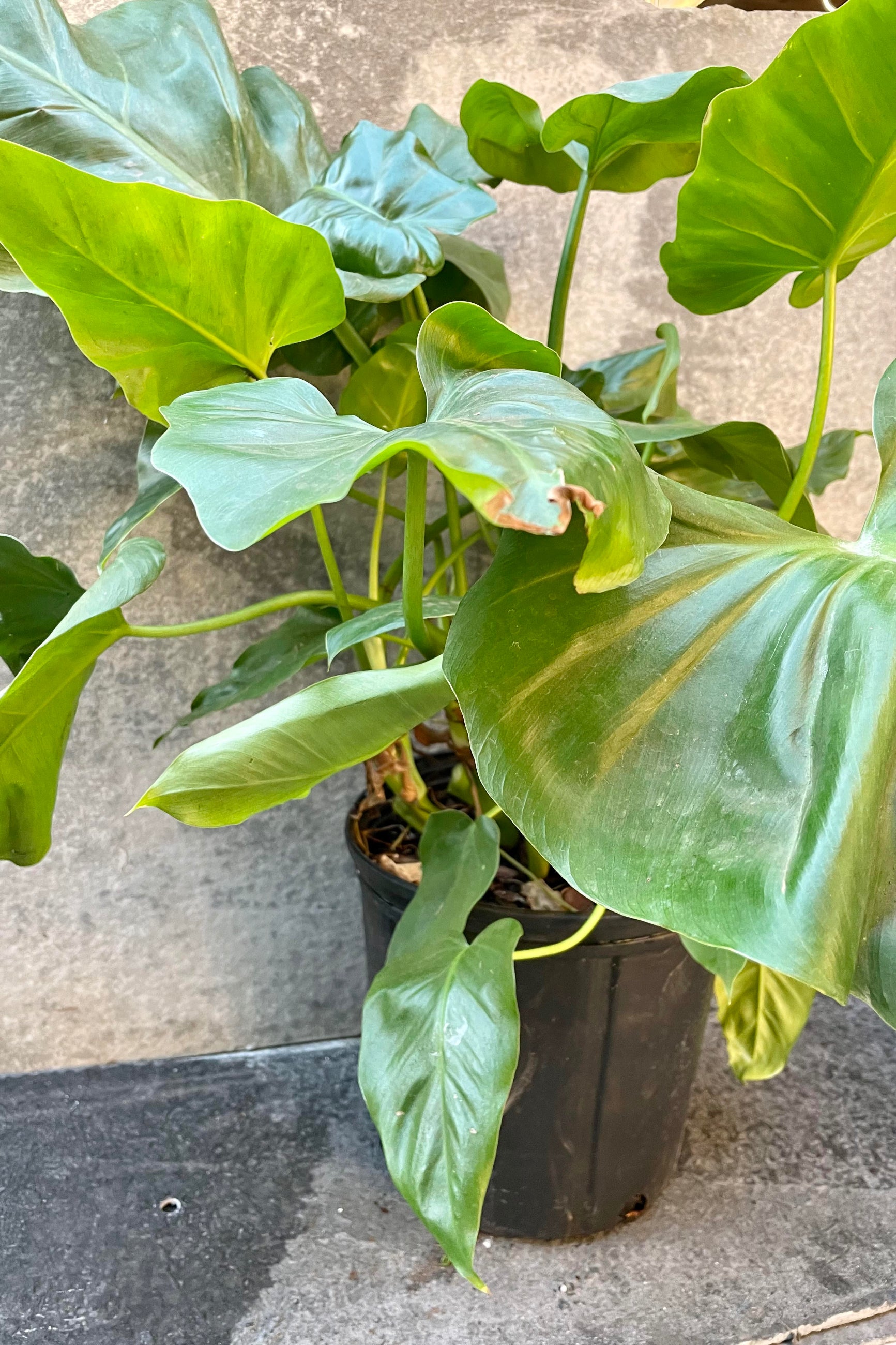 Philodendron giganteum 10" at SPROUT HOME