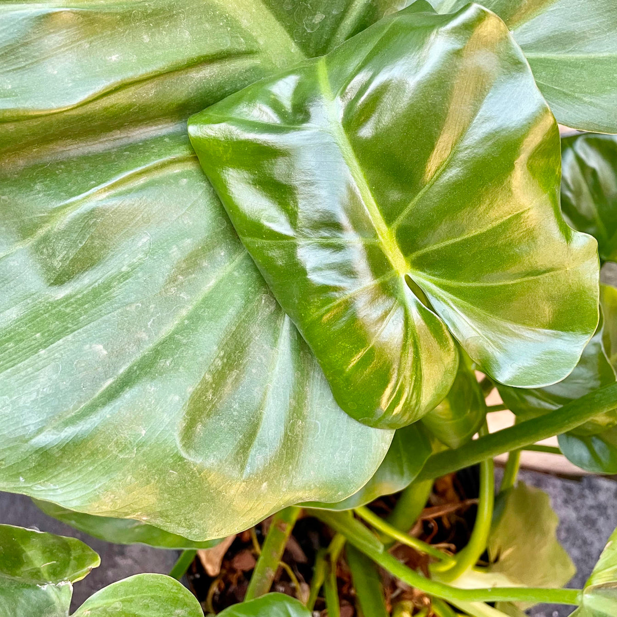 monster philodendron giganteum Philodendron giganteum 10